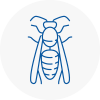 Codsall Wasp Nest Removal